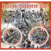 Русско-Японская война